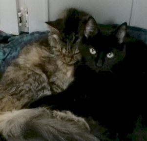 Fluffy gray cat and black cat snuggled up together.