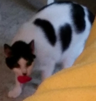 Black and white cat holding a red toy mouse in his mouth.