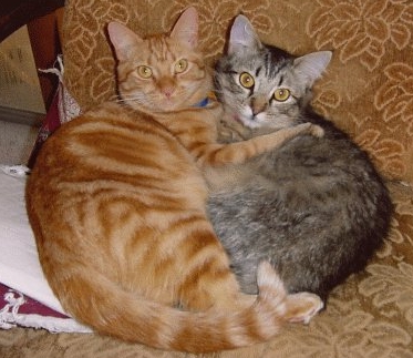 Yellow cat and gray cat lying together in heart shape.